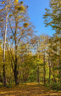 Sofiyivsky arboretum on a sunny autumn day. Uman, Ukraine