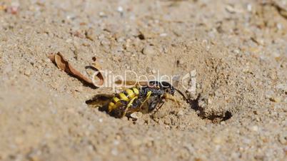 Zeitlupe, Bienenwolf mit Honigbiene gräbt