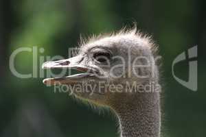Portrait of an ostrich on an ostrich farm
