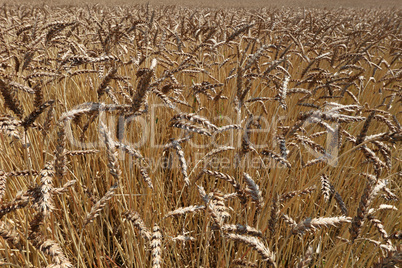 Golden ear of wheat in the field