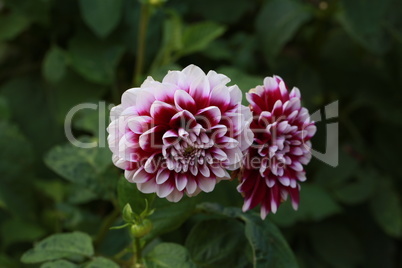 Isolated natural dahlia flower on green background