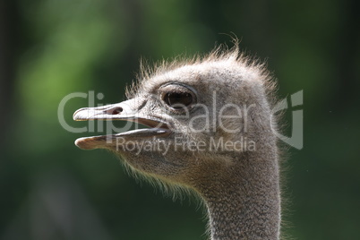 Portrait of an ostrich on an ostrich farm