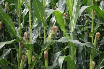 Corn on the cob in the field in summer