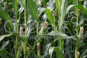 Corn on the cob in the field in summer