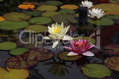 A beautiful water lily flower that hovers over the water