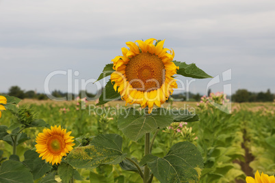 Sunflowers on the background of a tobacco field