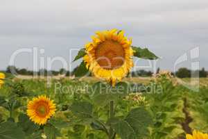 Sunflowers on the background of a tobacco field