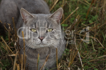 Gray domestic cat in the field in summer