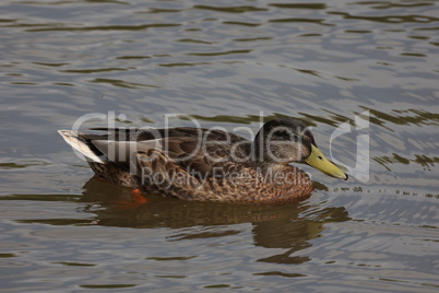 Wild duck swims slowly on the lake