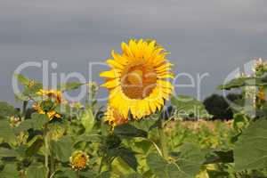 Sunflowers on the background of a tobacco field