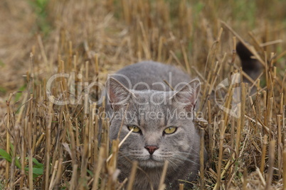 Gray domestic cat in the field in summer