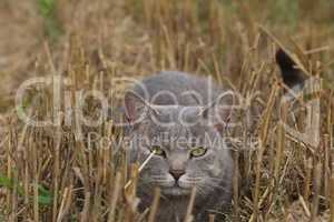 Gray domestic cat in the field in summer