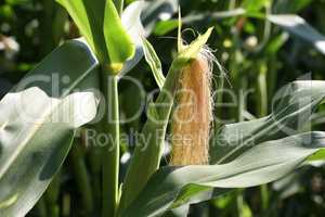 Corn on the cob in the field in summer