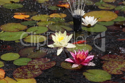 A beautiful water lily flower that hovers over the water