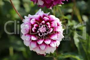 Isolated natural dahlia flower on green background