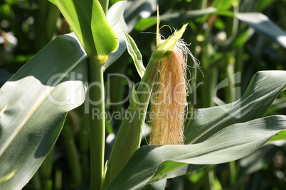 Corn on the cob in the field in summer