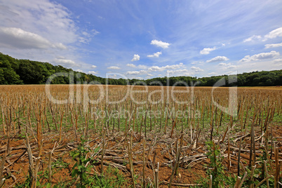 Rape straw on stubble after grain harvesting