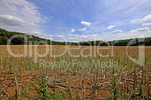 Rape straw on stubble after grain harvesting