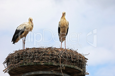 White storks nest on a pillar in the city