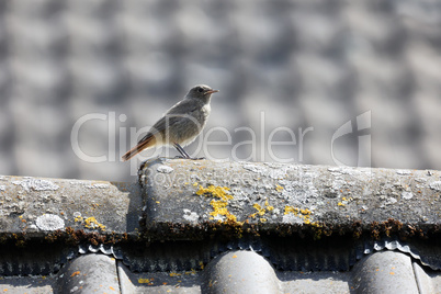 Redstart sits on the roof of the house