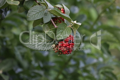 Macro photo nature viburnum berries. Red juicy viburnum berries on brunch