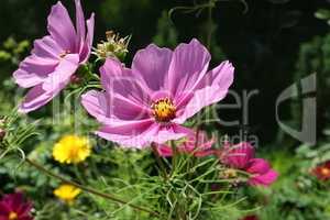 Cosmos flower on a green background. Purple cosmos flower on a green background