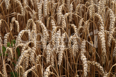 Golden ear of wheat in the field