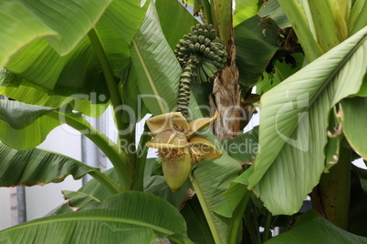 Banana flower on a background of foliage.