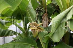 Banana flower on a background of foliage.