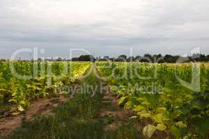 Green tobacco plants on a field in Rhineland-Palatinate