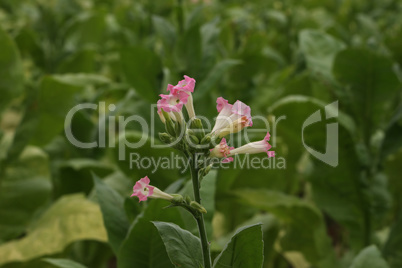 Flower of tobacco. Green tobacco plants on a field.