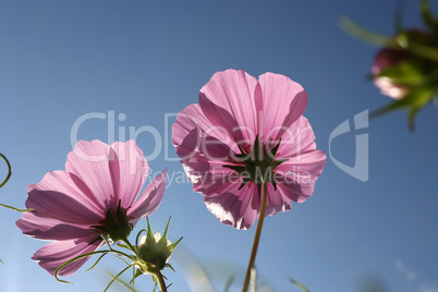 Cosmos flower on a green background. Purple cosmos flower on a green background