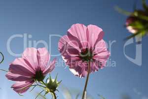 Cosmos flower on a green background. Purple cosmos flower on a green background