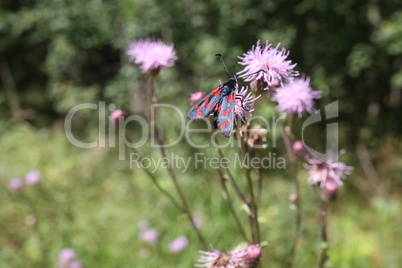 Beautiful butterflies sit on flowers and drink nectar