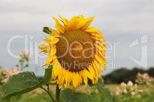 Sunflowers on the background of a tobacco field