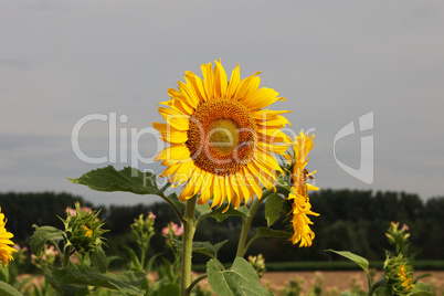 Sunflowers on the background of a tobacco field