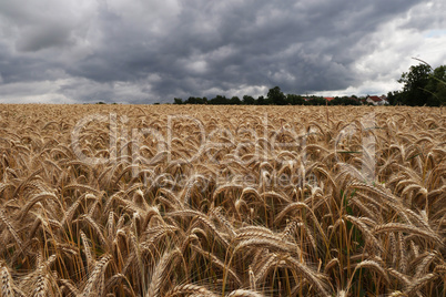 Scenery. Golden wheat field before the storm