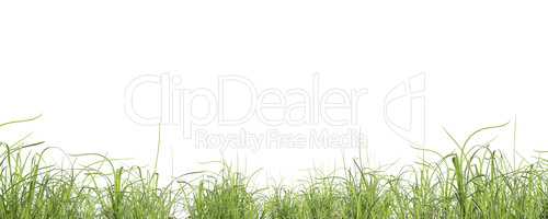 Grassy hill on a white background