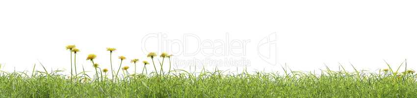 Grassy hill on a white background