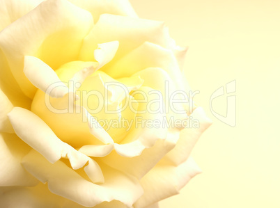 Beautiful yellow rose on a yellow background