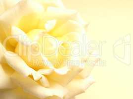 Beautiful yellow rose on a yellow background