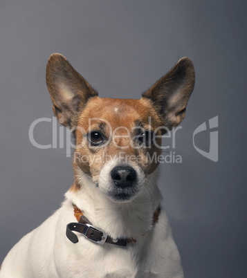 Portrait of a JAck Russell Terrier