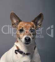 Portrait of a JAck Russell Terrier