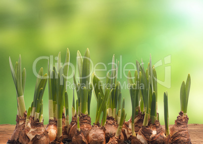 Spring background with Daffodil bulbs on a wooden table