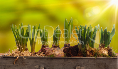 Elongated flower pot with daffodils and hyacinth bulbs on a woo