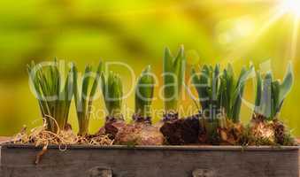 Elongated flower pot with daffodils and hyacinth bulbs on a woo