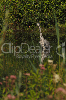 Grey heron fishing at a pond