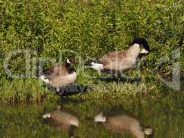 Two Canada geese pausing at a pond