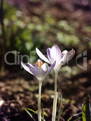 Beautiful crocus in the field