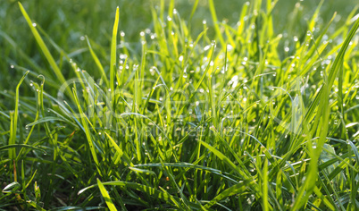 Grass or meadow background, natural header or banner